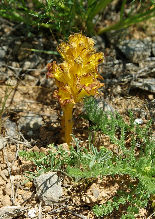 Изображение особи Orobanche gigantea.