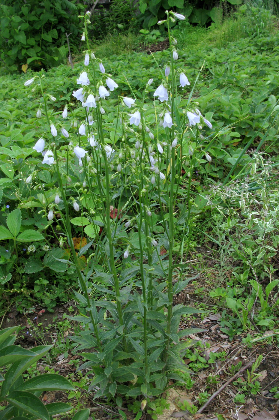 Изображение особи Adenophora sajanensis.