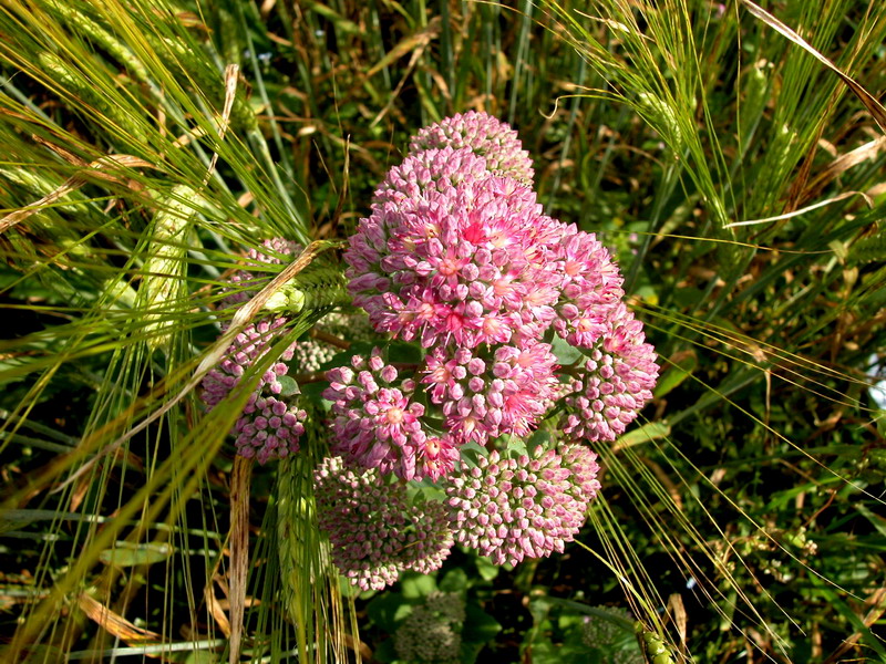 Image of Hylotelephium triphyllum specimen.