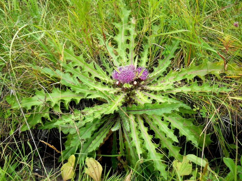 Изображение особи Cirsium esculentum.