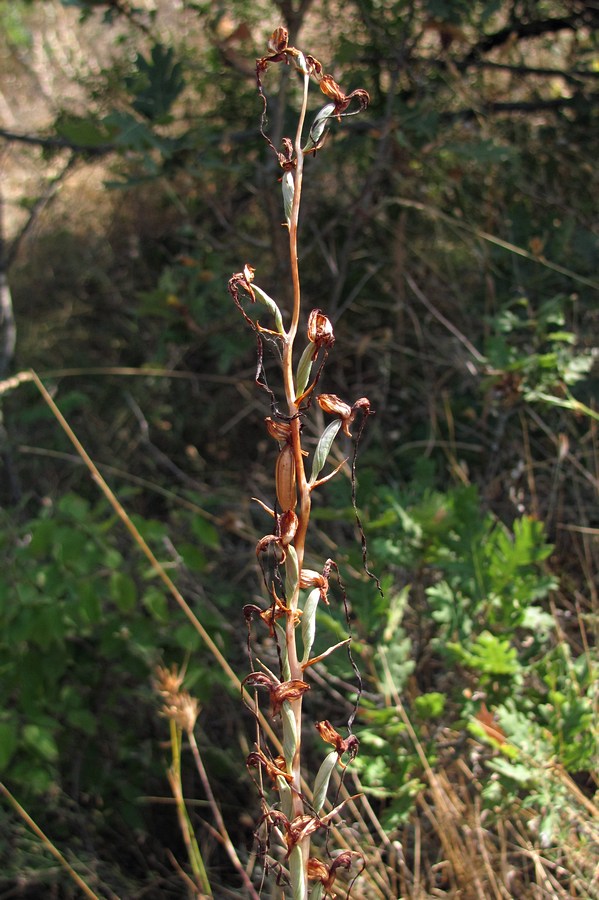 Image of Himantoglossum caprinum specimen.