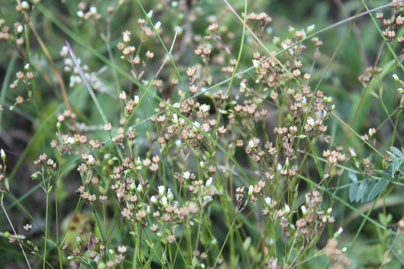 Изображение особи Linum catharticum.