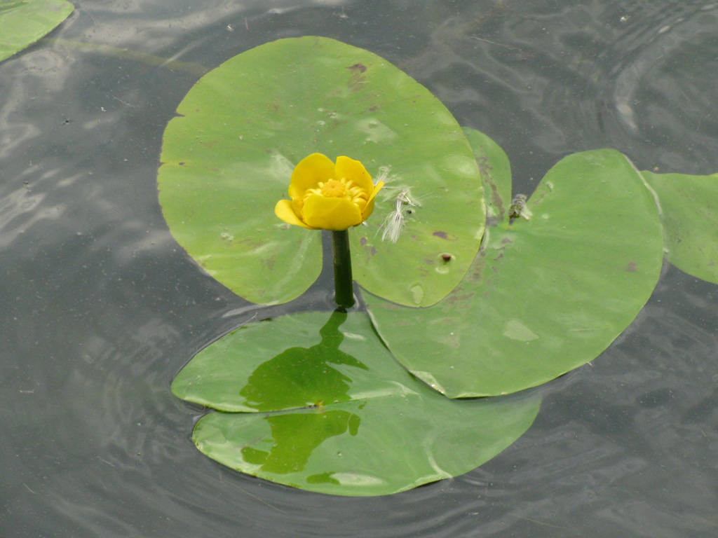 Изображение особи Nuphar lutea.