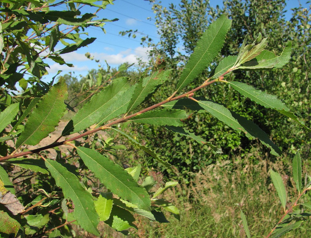 Image of Salix × laurina specimen.