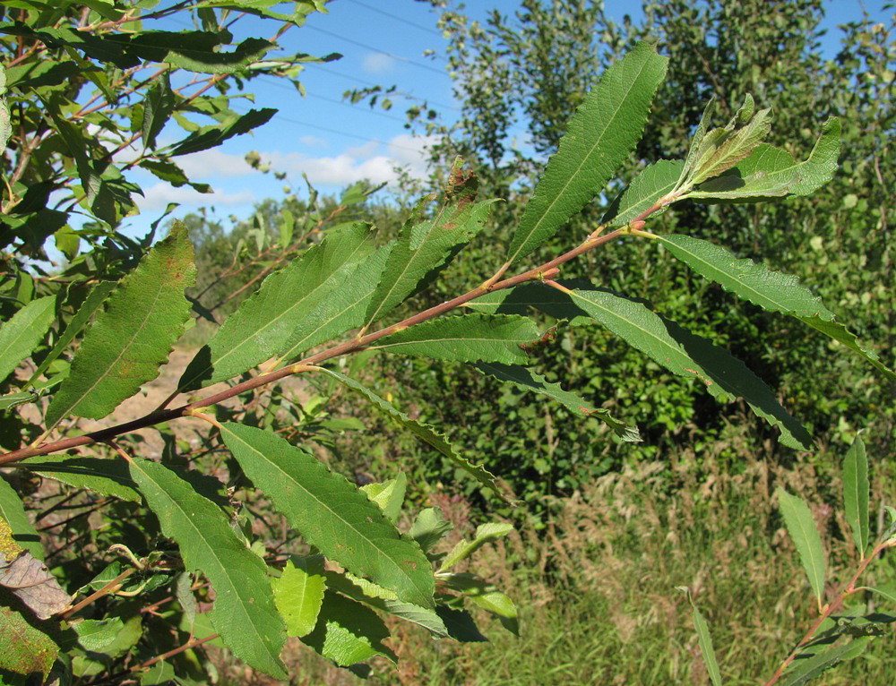 Image of Salix &times; laurina specimen.