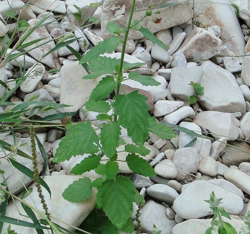 Image of Scrophularia scopolii specimen.