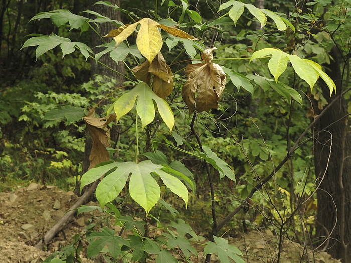 Image of Kalopanax septemlobus specimen.