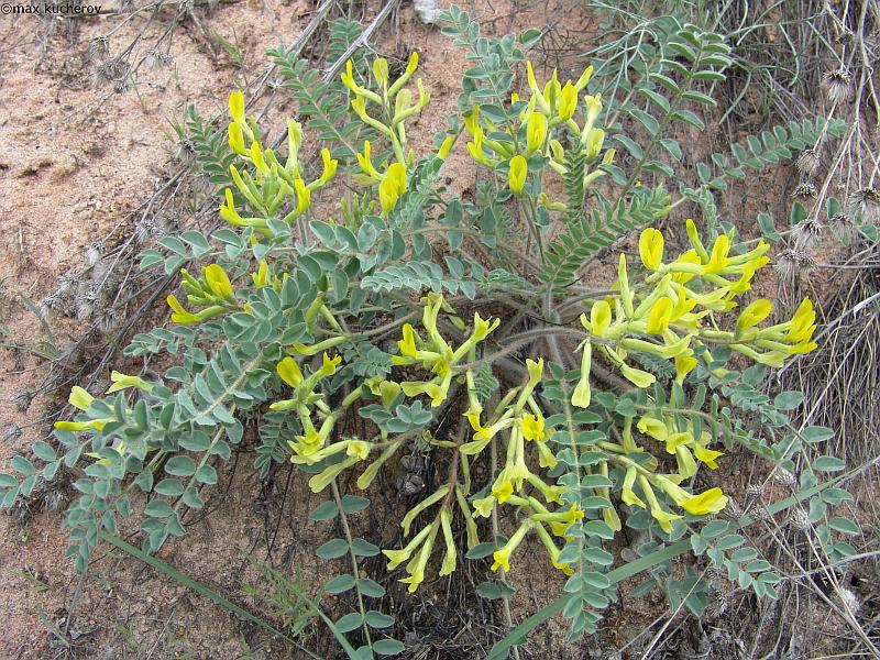 Изображение особи Astragalus longipetalus.