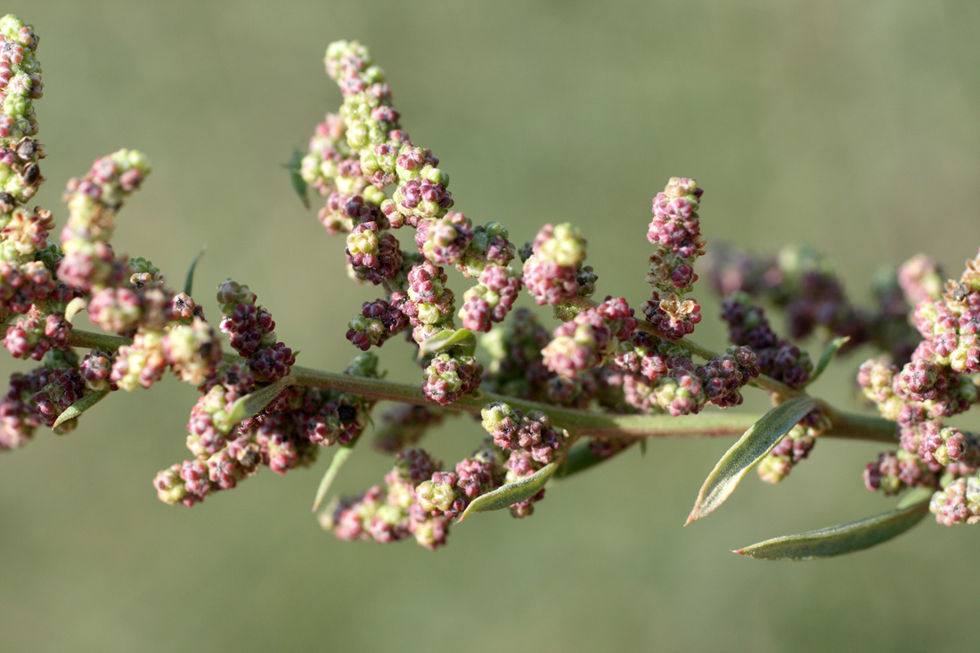 Изображение особи Chenopodium strictum.