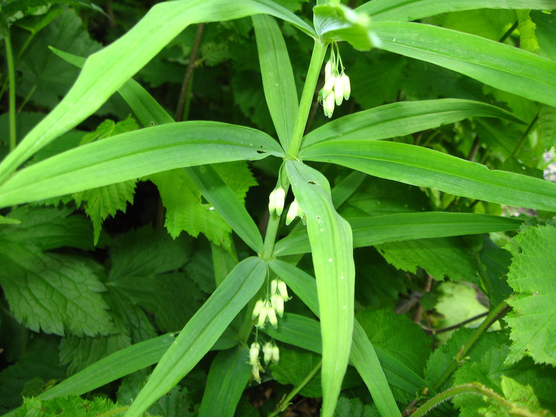 Image of Polygonatum verticillatum specimen.