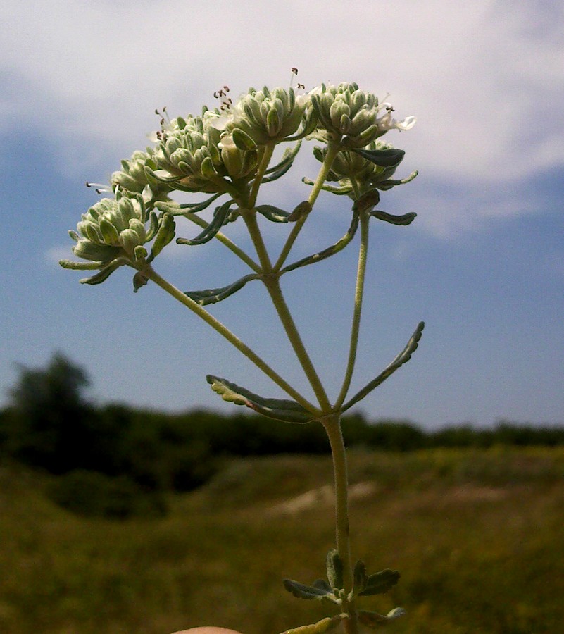 Изображение особи Teucrium capitatum.