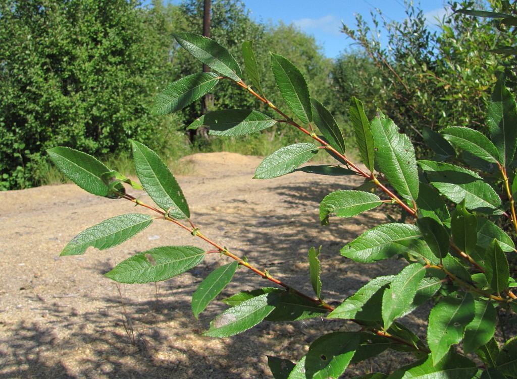 Image of Salix × tetrapla specimen.