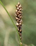 Carex melanostachya