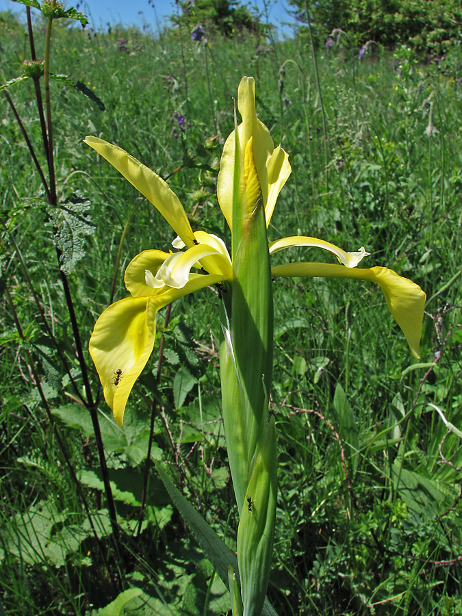 Изображение особи Iris halophila.