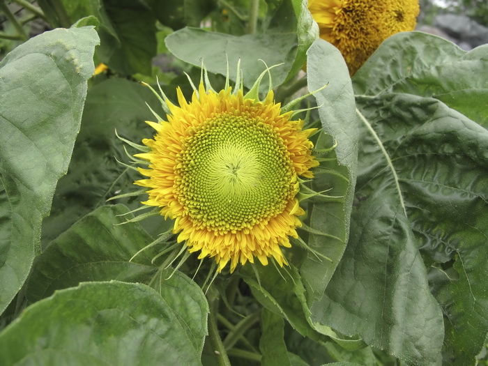 Image of Helianthus annuus specimen.