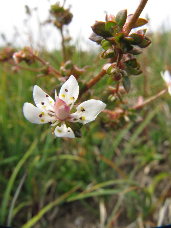 Image of Micranthes foliolosa specimen.