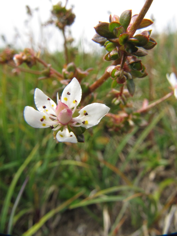 Изображение особи Micranthes foliolosa.