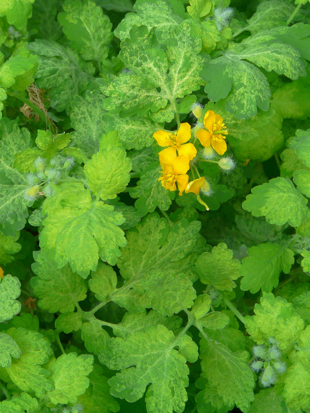 Image of Chelidonium majus specimen.