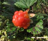 Rubus chamaemorus