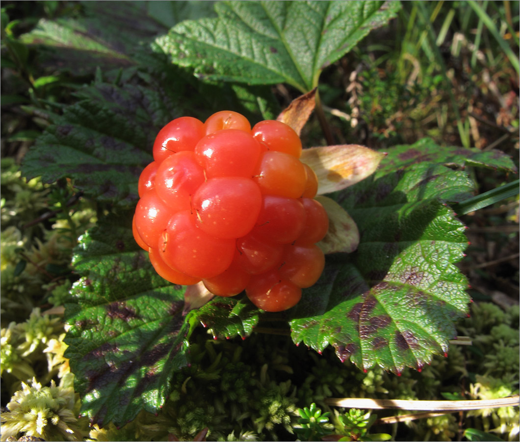 Изображение особи Rubus chamaemorus.