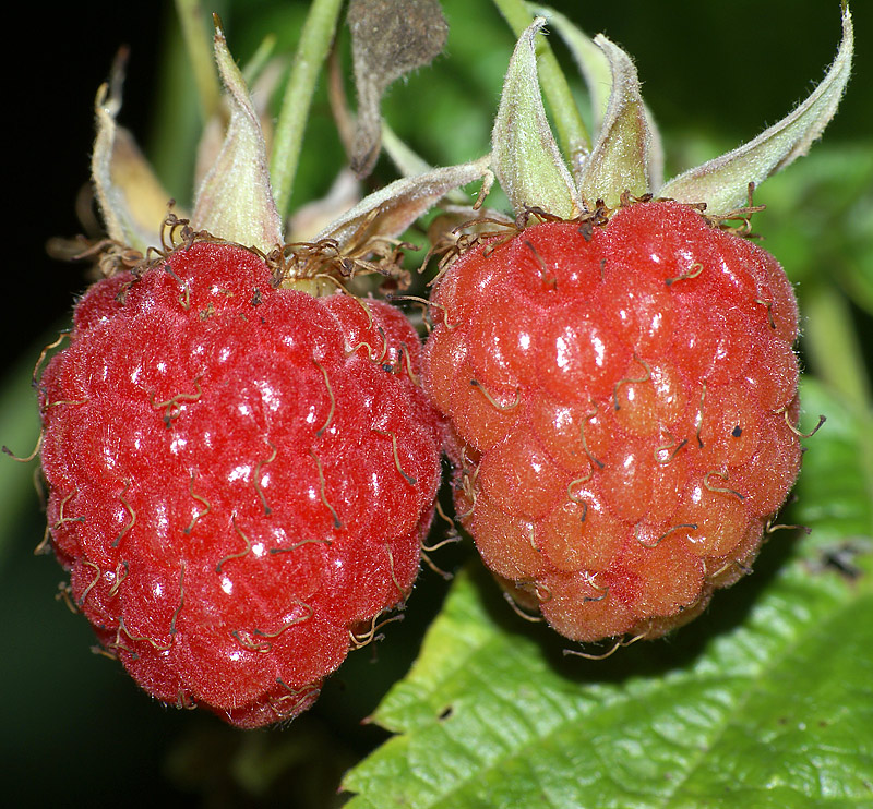Изображение особи Rubus idaeus.