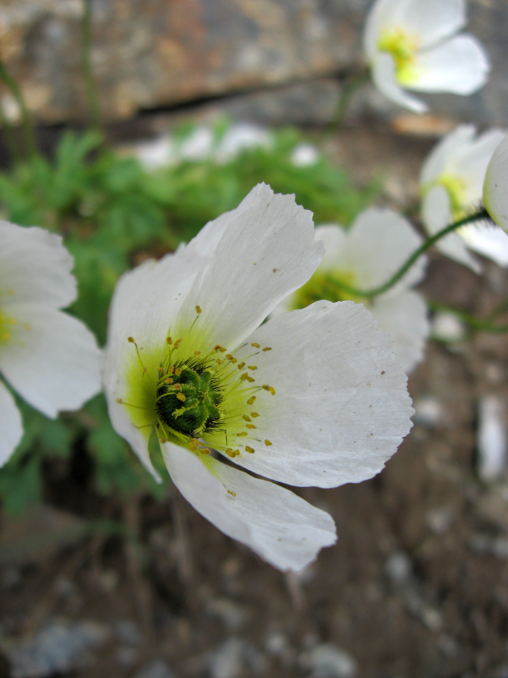 Image of Papaver pseudocanescens ssp. udocanicum specimen.