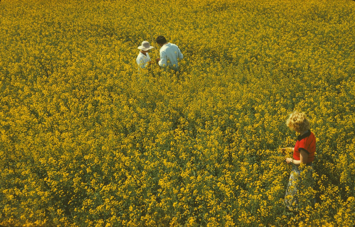 Image of Brassica napus specimen.