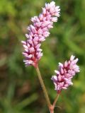 Persicaria pilosa. Соцветия. Приморье, окр. Артёма, Владивостокский аэропорт \"Кневичи\". 24.08.2009.