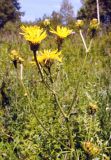 Crepis sibirica