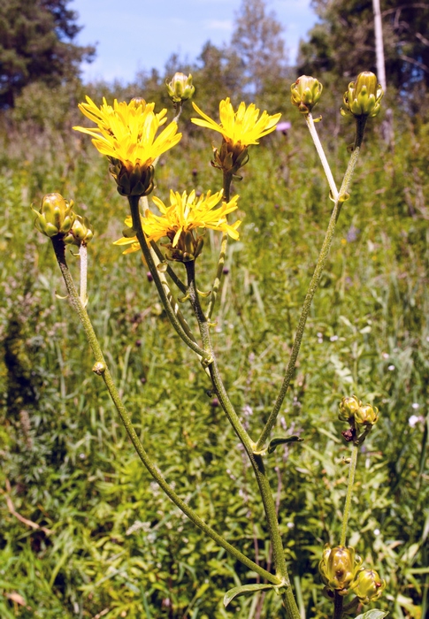 Image of Crepis sibirica specimen.