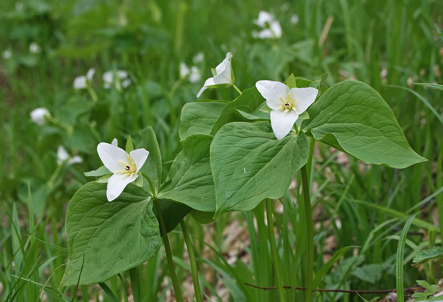 Изображение особи Trillium camschatcense.