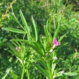Vicia angustifolia