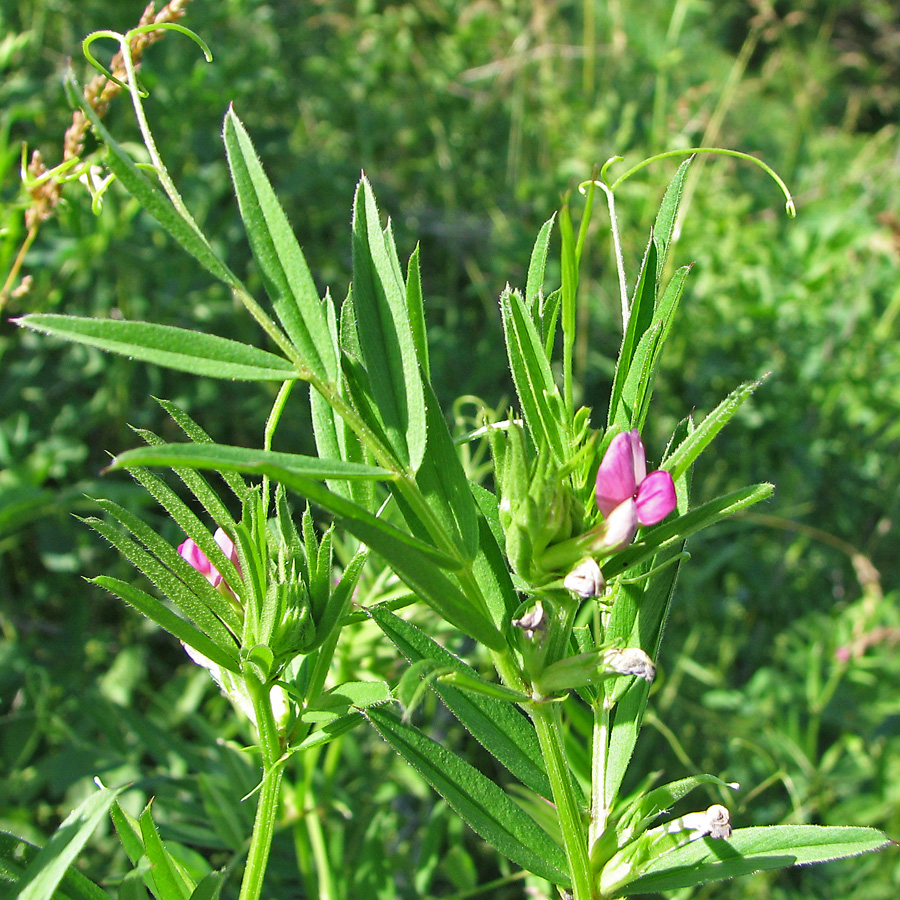Image of Vicia angustifolia specimen.