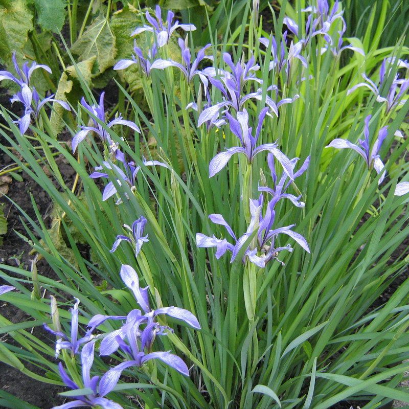 Image of Iris lactea specimen.