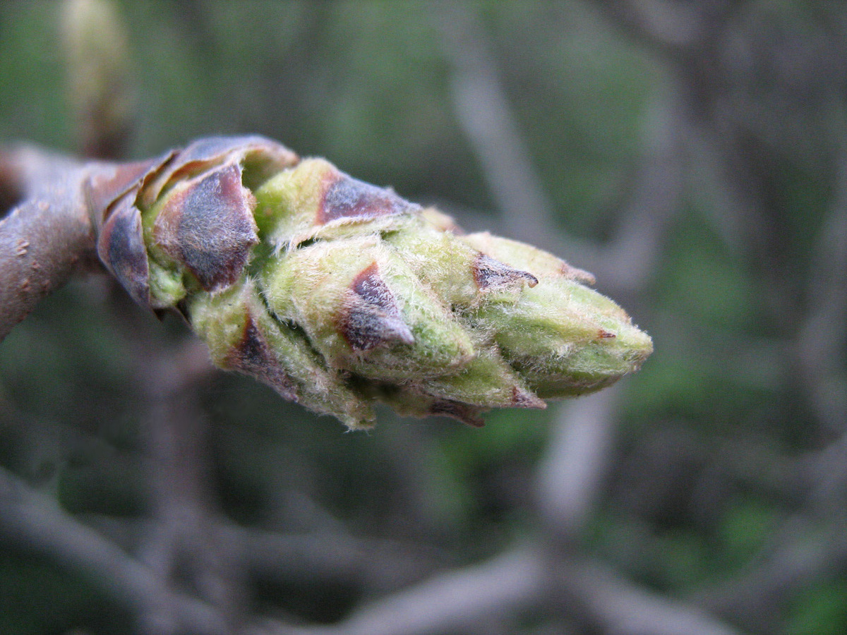 Image of Pistacia mutica specimen.