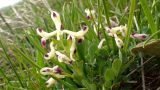 Corydalis erdelii