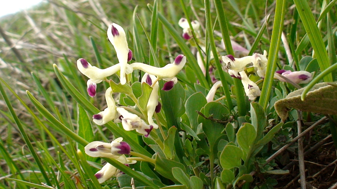 Image of Corydalis erdelii specimen.