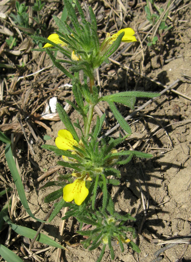 Image of Ajuga glabra specimen.