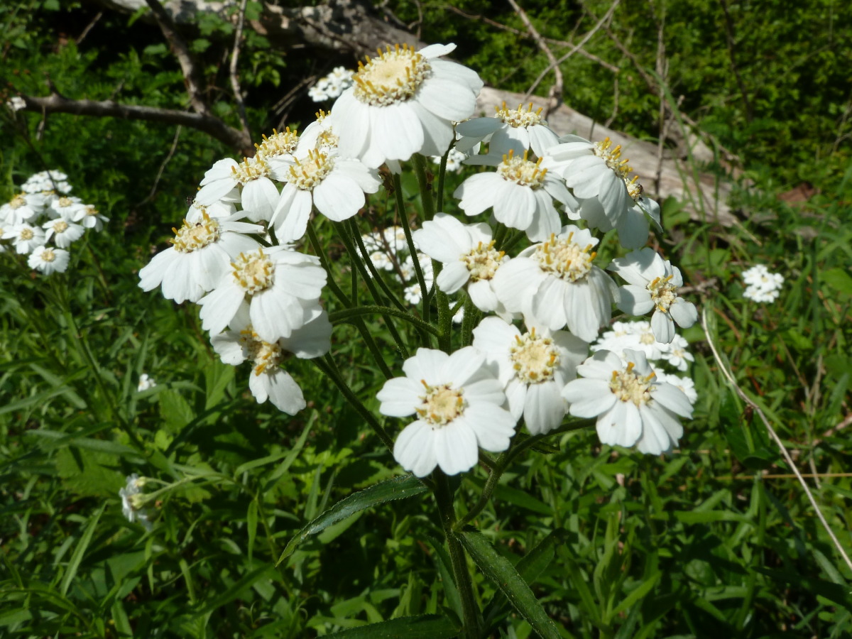 Image of Achillea biserrata specimen.