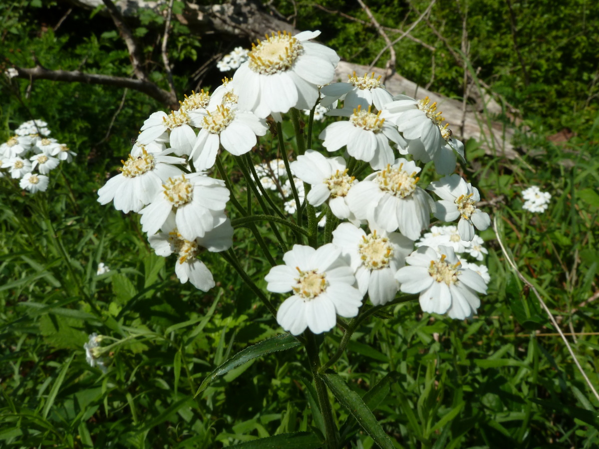 Изображение особи Achillea biserrata.