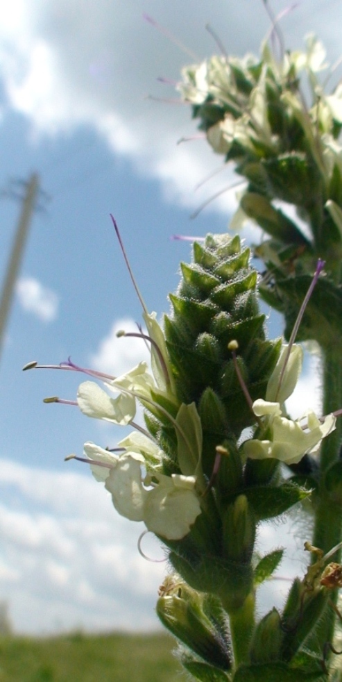 Изображение особи Salvia armeniaca.