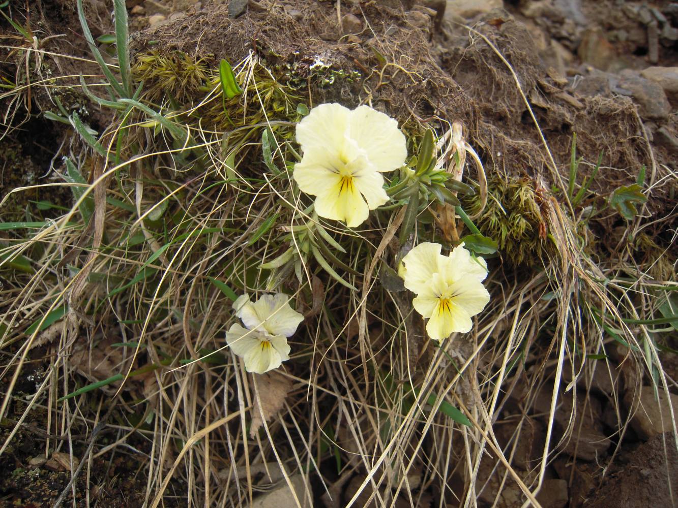 Изображение особи Viola oreades.