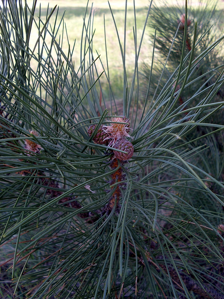 Изображение особи Pinus pallasiana.