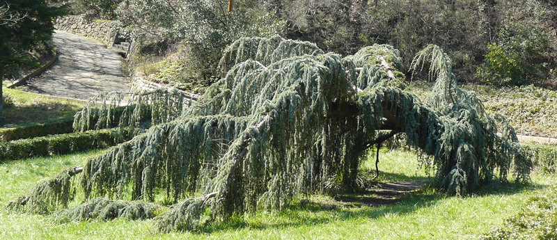 Image of Cedrus atlantica specimen.
