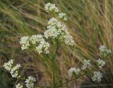 Galium hexanarium. Соцветие. Татарстан, Бугульминский р-н, остепнённый склон. 13.06.2012.