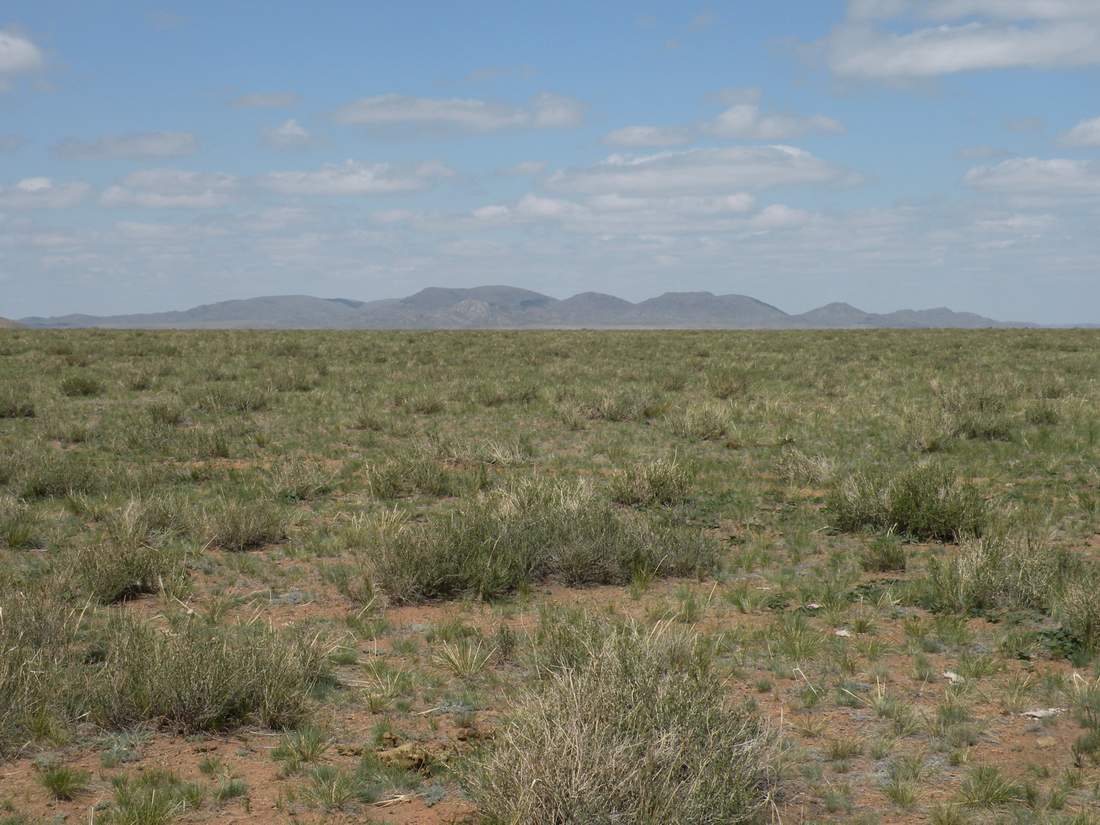 Image of Caragana leucophloea specimen.