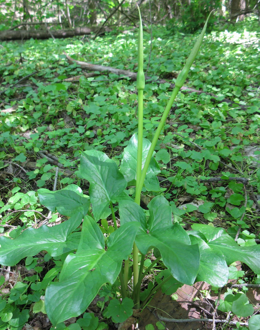 Image of Arum rupicola specimen.