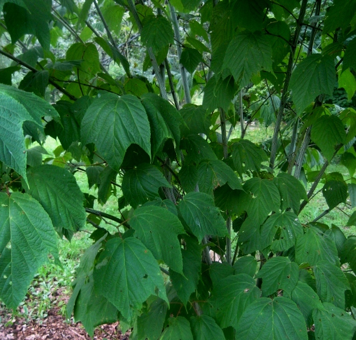 Image of Acer pensylvanicum specimen.