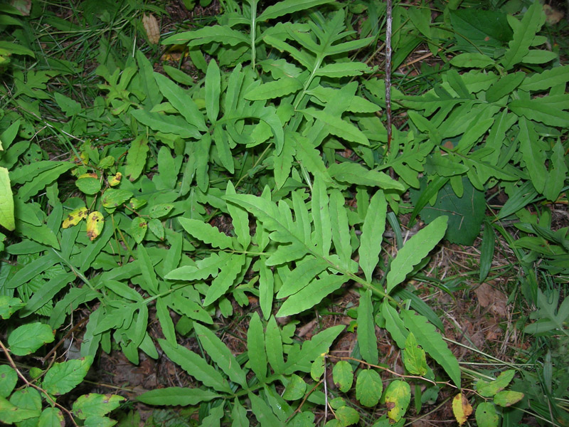 Image of Onoclea sensibilis specimen.
