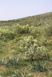 Atraphaxis pyrifolia. Цветущие растения на горном склоне. Южный Казахстан, хр. Боролдайтау, гора Нурбай. 23.04.2012.